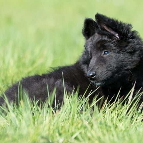 Belgischer Schäferhund Welpe Rani