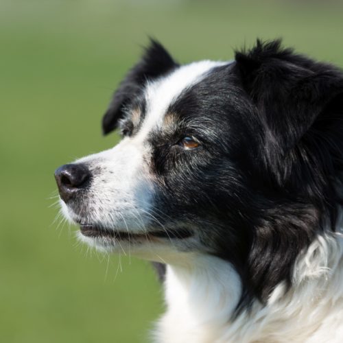 Border-Collie Lizzy