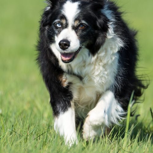 Border-Collie Lizzy