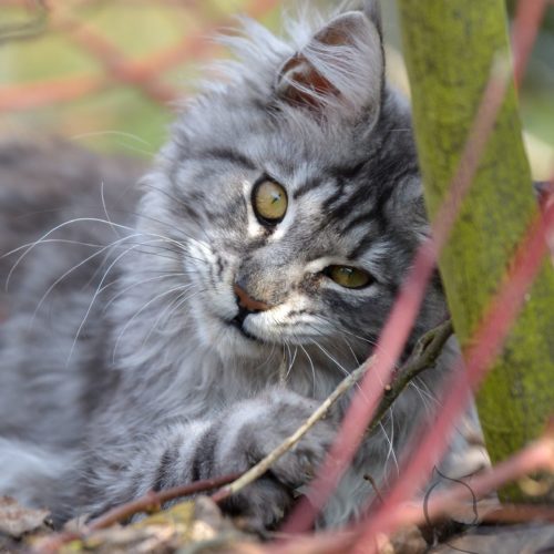 Maine Coon Zenzi