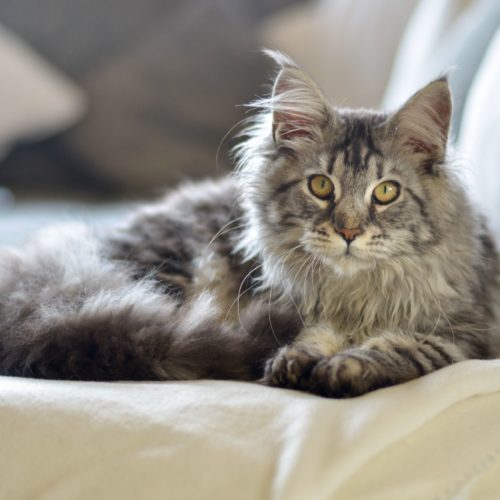 Maine Coon Zenzi