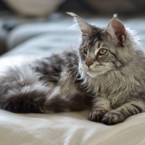 Maine Coon Zenzi