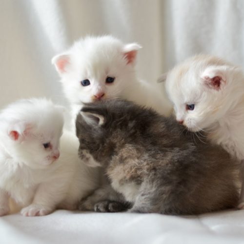 Maine Coon Kitten