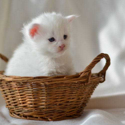 Maine Coon Kitten