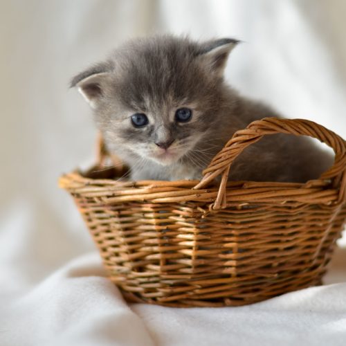 Maine Coon Kitten