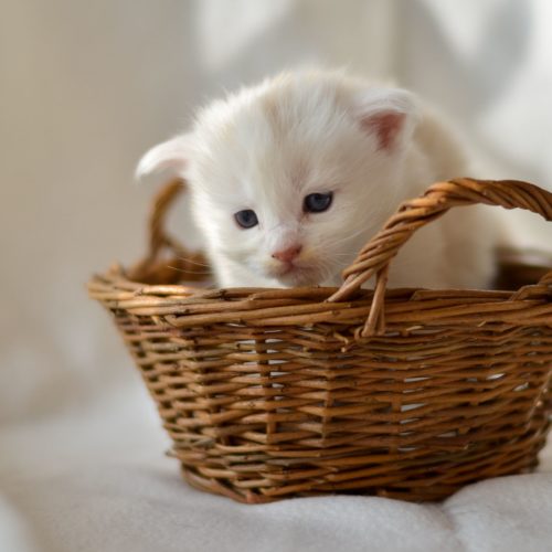 Maine Coon Kitten