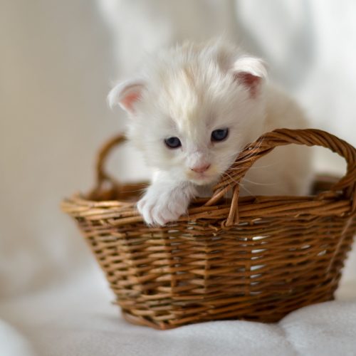 Maine Coon Kitten