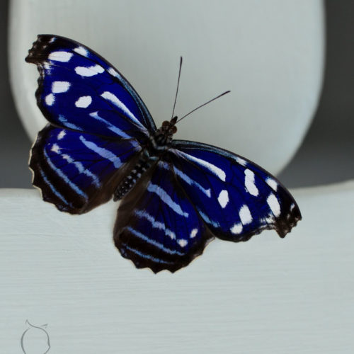 Schmetterling