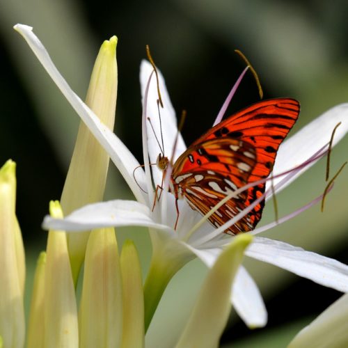 Schmetterling