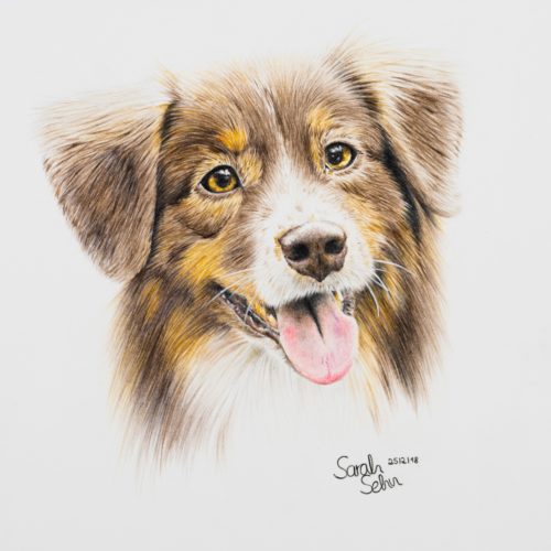 Australian Shepherd Zeichnung